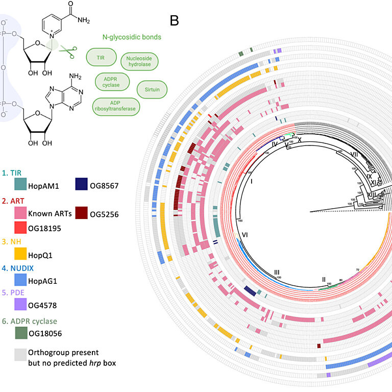 Figure from Hulin et al (2023)