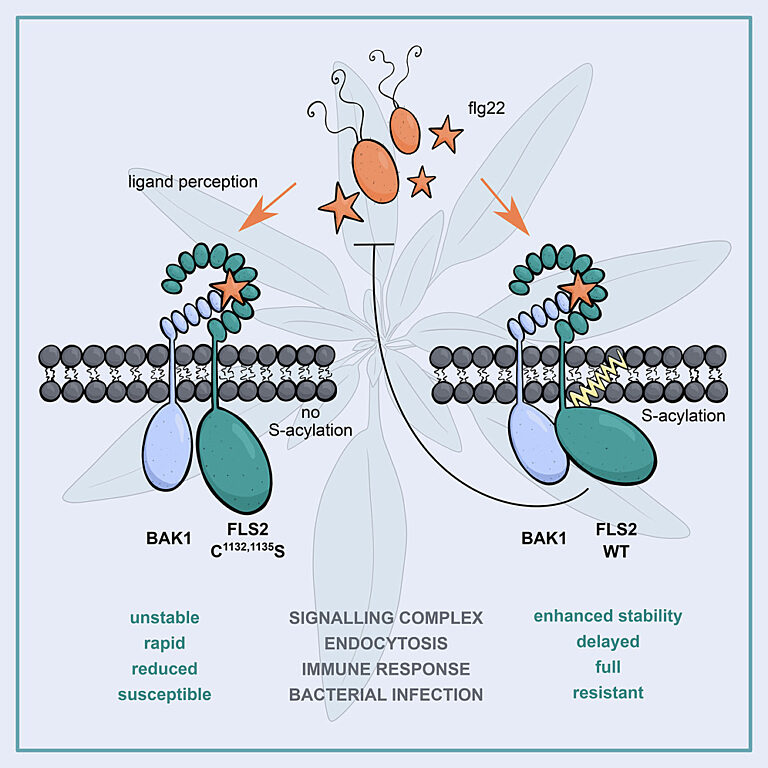 Graphical abstract from Hurst et al (2023)