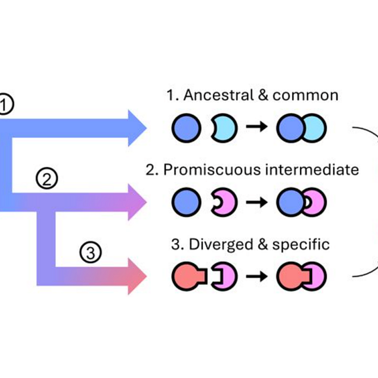 Jeong etal 2025 biorxiv