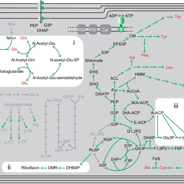 Figure from Kamikawa et al (2022)