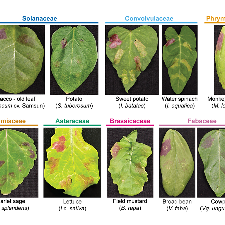 King etal 2026 Plos Biol