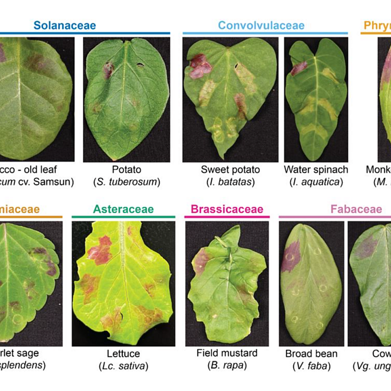 King etal 2026 biorxiv