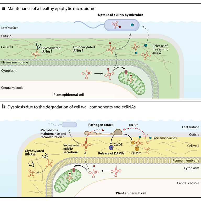 Koch etal 2026 Annual Rev Plant Biol