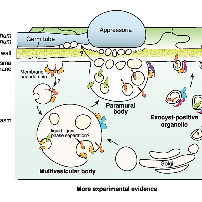 Koch etal 2026 Plant Physiol