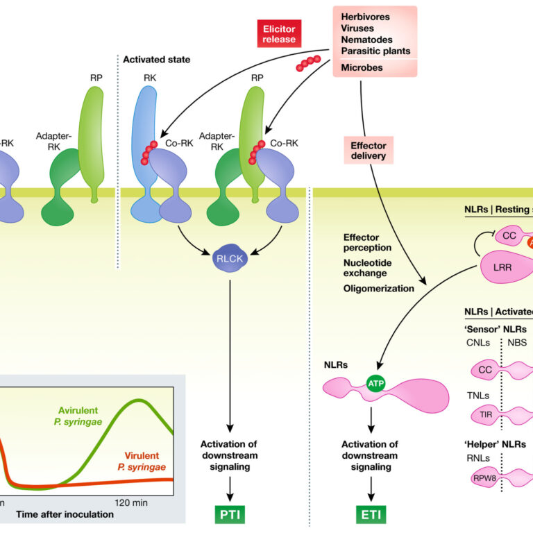 Figure from Koster et al (2022)