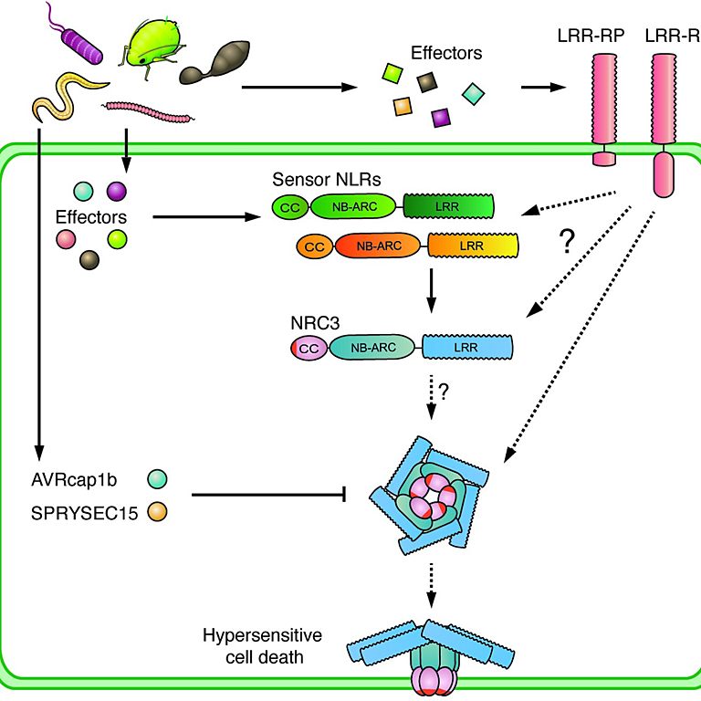 Figure from Kourelis et al (2022)