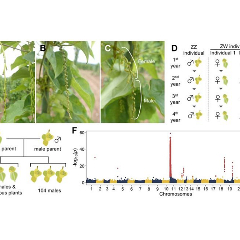 Kudoh etal 2026 biorxiv