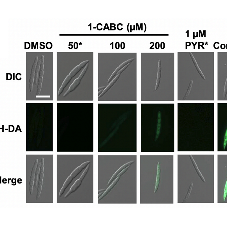 Laflamme etal 2026 mBio
