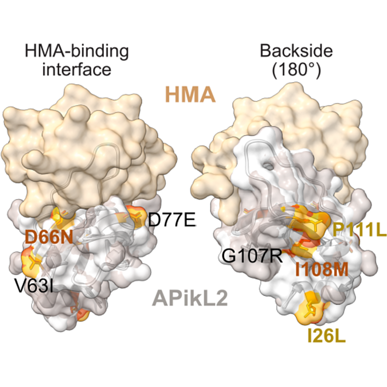 Langner et al biorxiv 2025