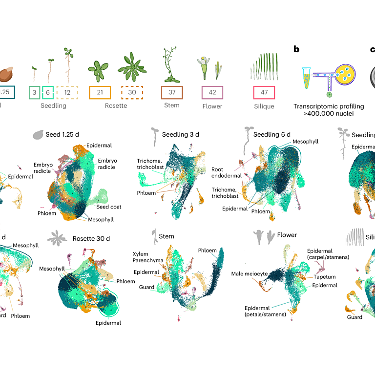 A spatially resolved transcriptional atlas of the Arabidopsis life cycle