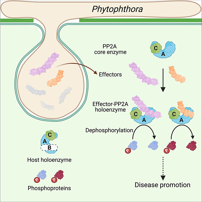 Graphical abstract from Li et al (2023)