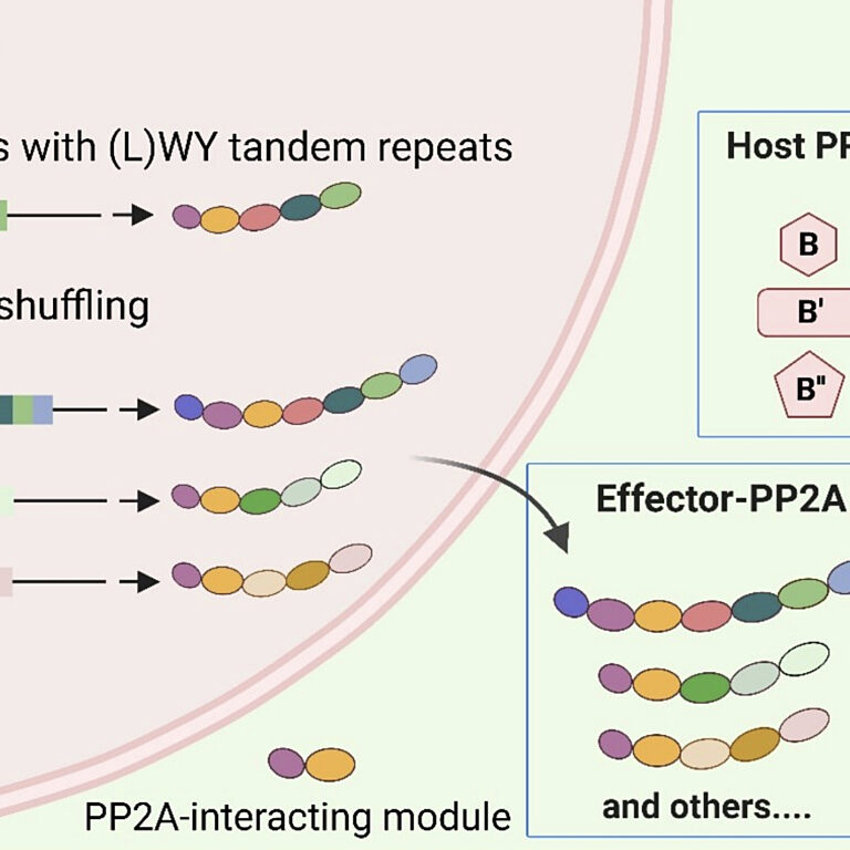 Figure from Li et al (2023)