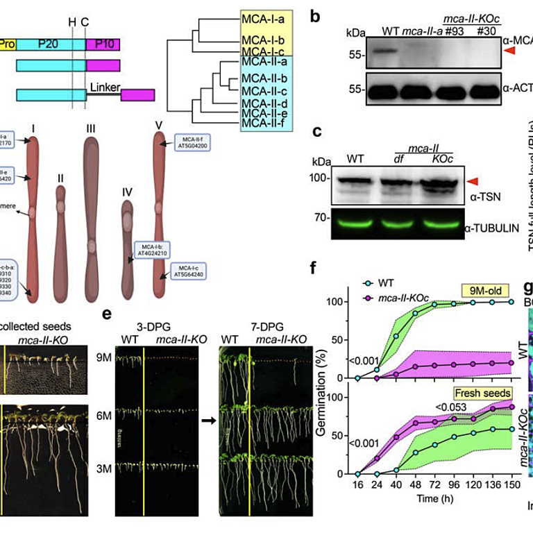 Figure from Liu et al (2023)