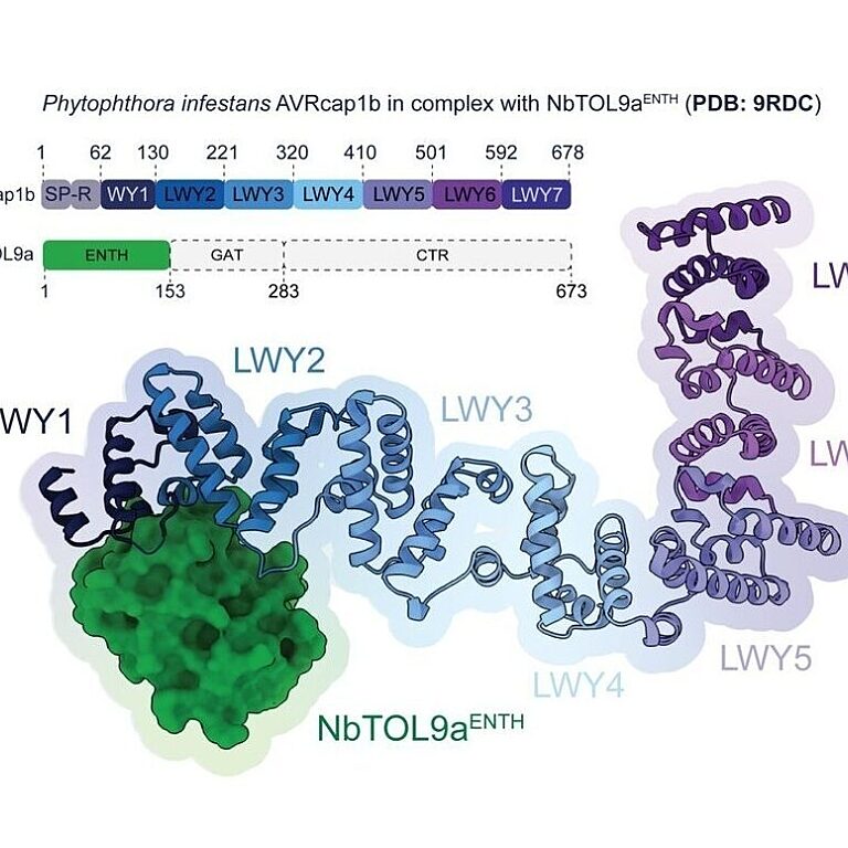 Overall structure of P. infestans AVRcap1b bound to the ENTH domain of NbTOL9a