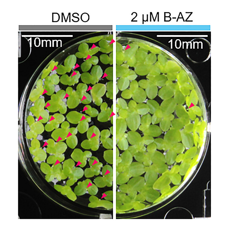 Maeda etal 2026 Plant Phys