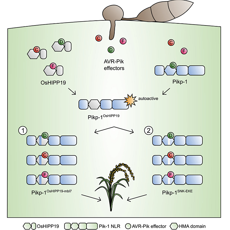 Figure from Maidment et al (2022)