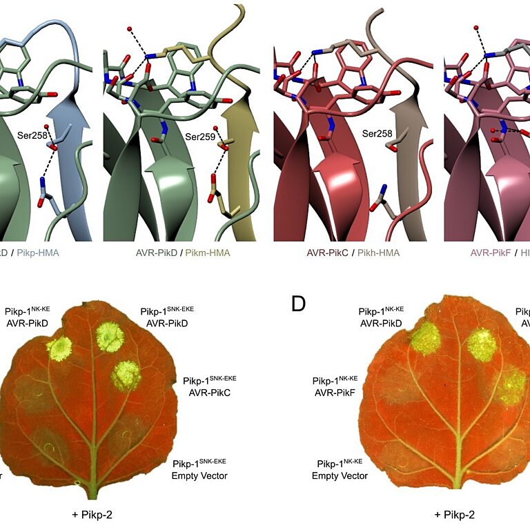 Figure from Maidment et al (2023)
