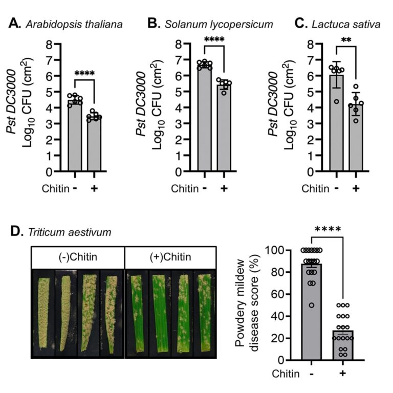 Chitin soil amendment suppresses growth of different leaf pathogens in different plant species.