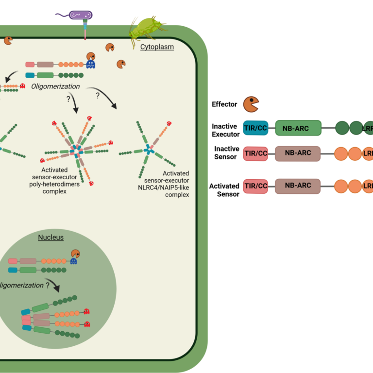 Schematic showing the NLR-ID/NLR pair activation model