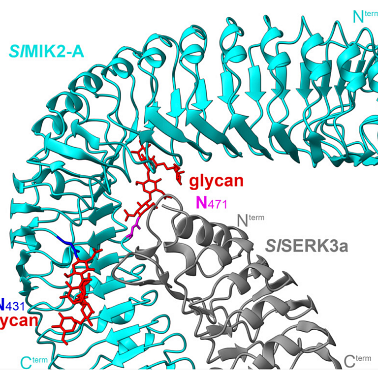 Maroschek etal 2026 New Phytol