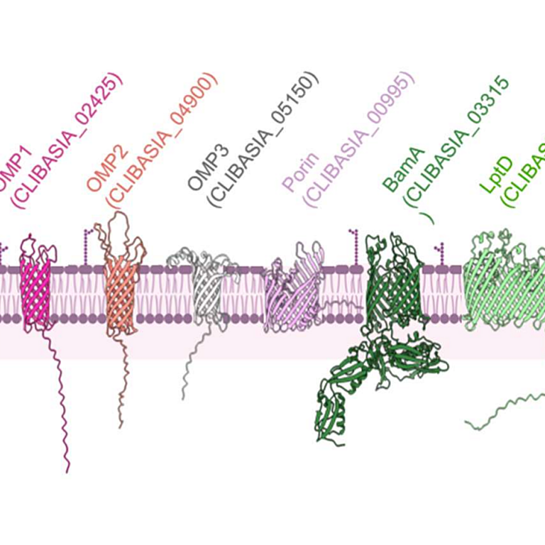 McClelland etal biorxiv 2025