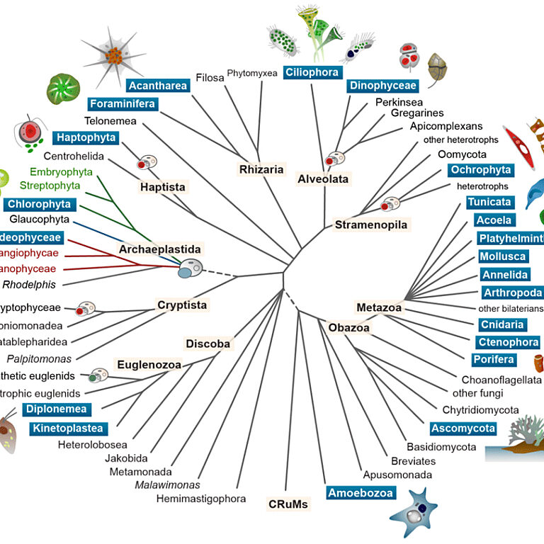 Figure from McKenna et al (2021)