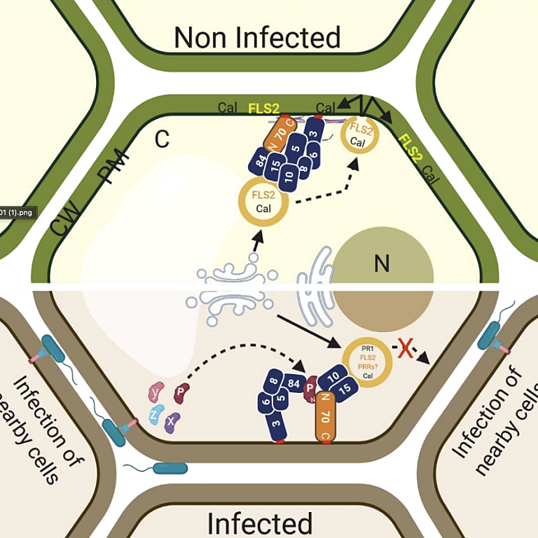 Model showing how XopP manipulates the exocytosis via associating with members of the subcomplex II of the exocyst