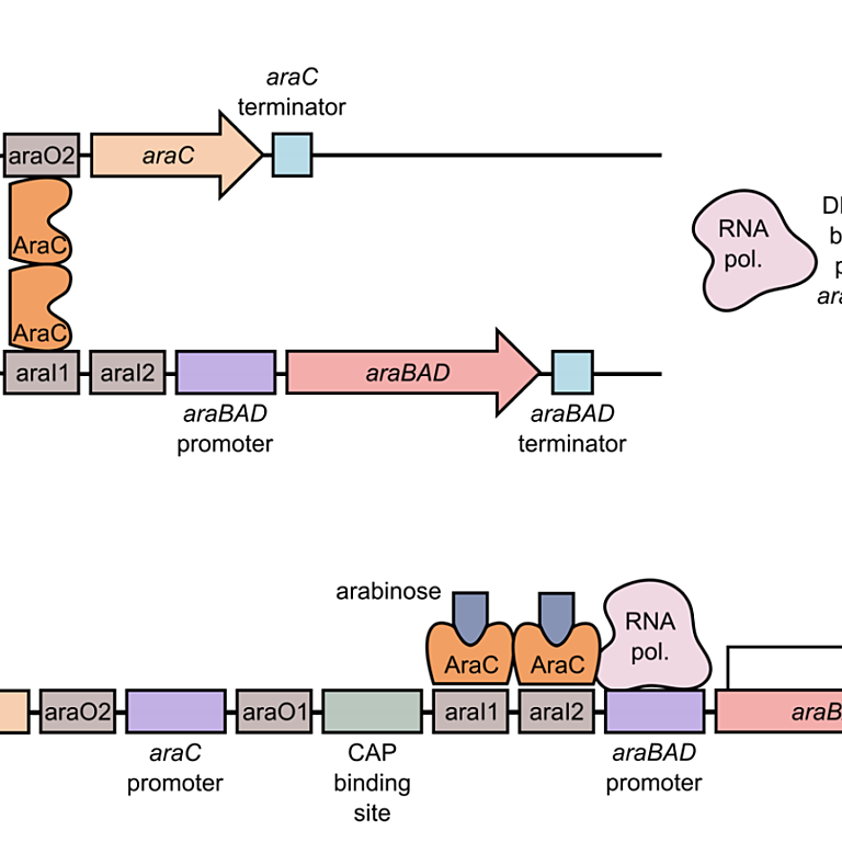 Figure from Milnes et al (2023)