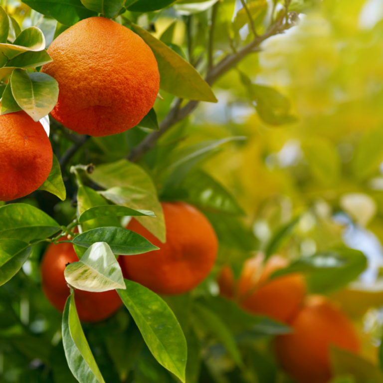 Photo of some oranges growing on an orange tree