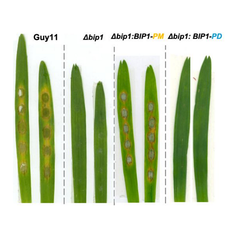 Molinari etal 2026 biorxiv