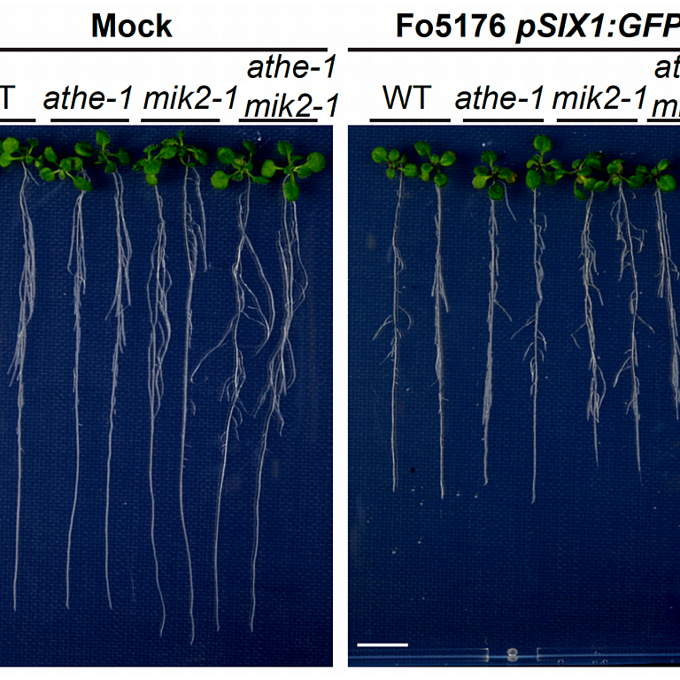 Montesinos etal 2026 biorxiv