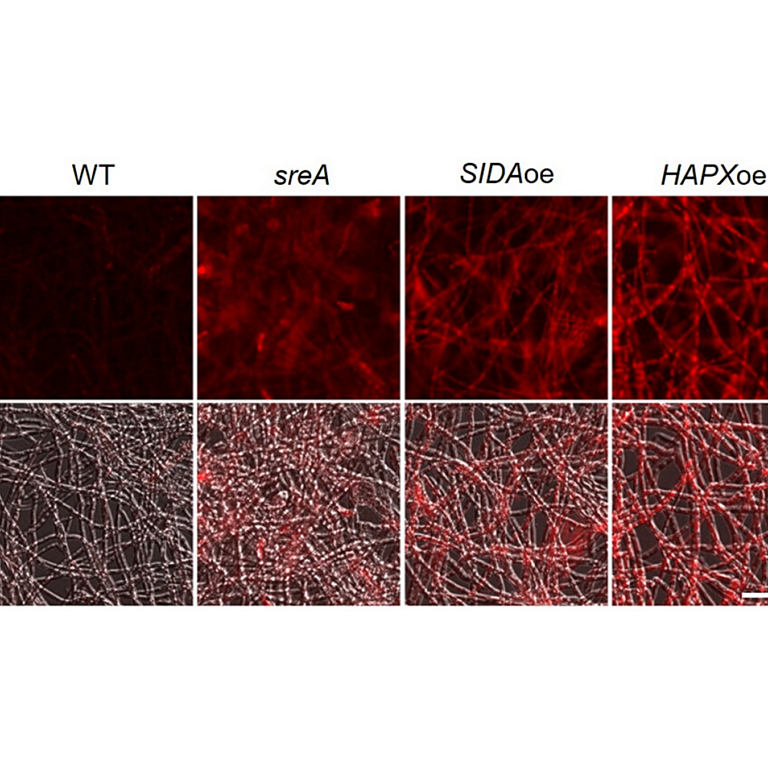 Moon etal 2026 Microbiol Spectr