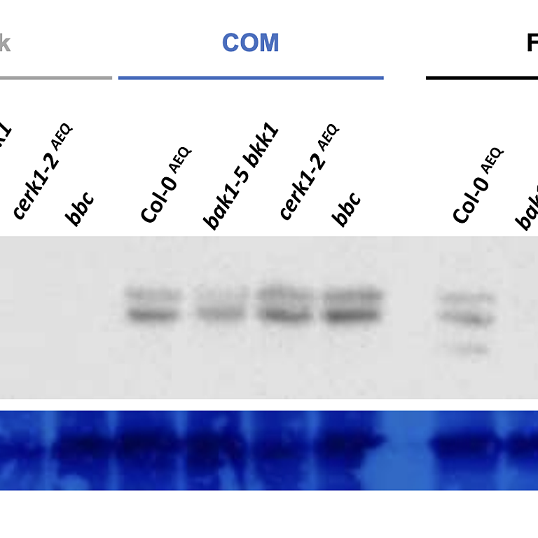 Figure from Moreira et al (2023)