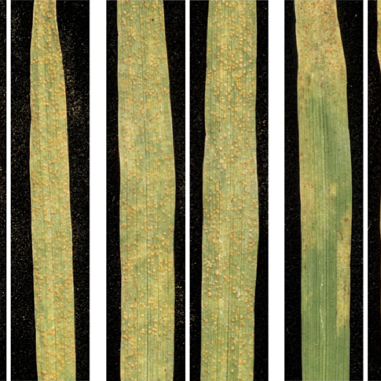 Image showing barley leaves infected with wheat stripe rust. Some leaves show varying degrees of resistance to the disease.