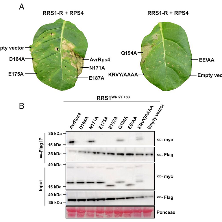 Figure from Mukhi et al (2021)