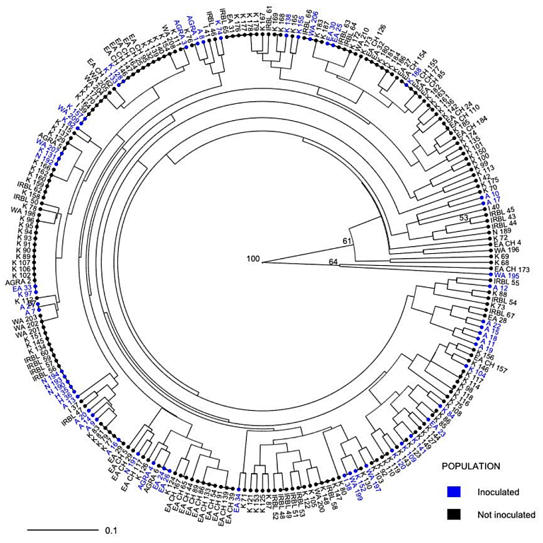 Figure from Mutiga et al (2023)