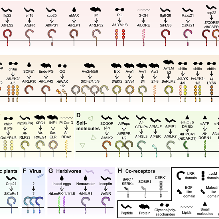 Diagrammatic representation of PRRs involved in plant immunity