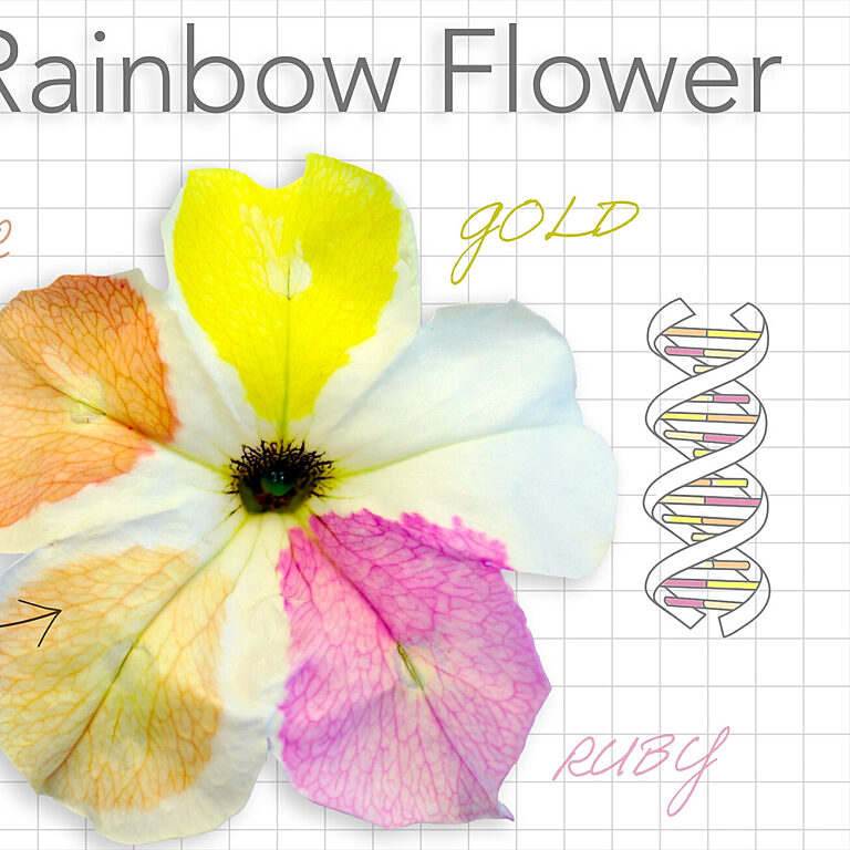 Nick Rainbow Flower thread