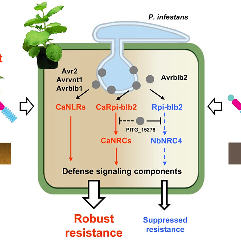 Figure from Oh et al (2023)