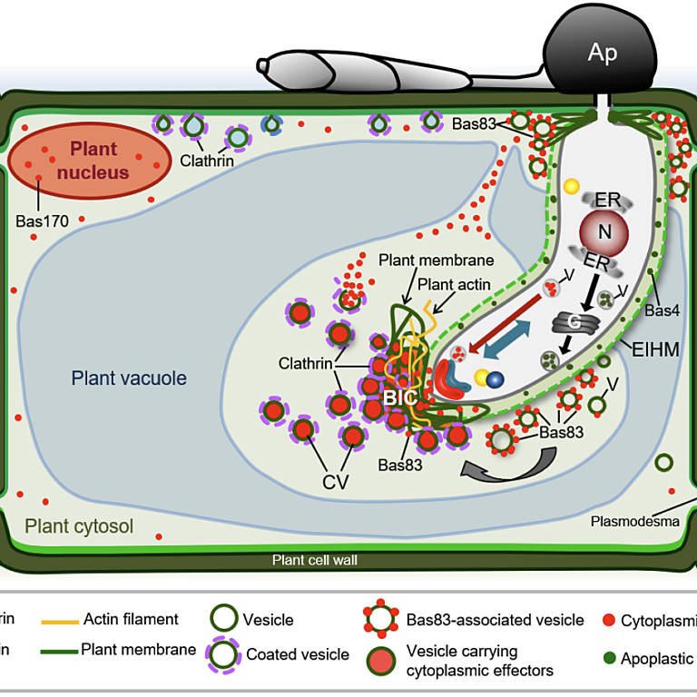 Figure from Oliveira-Garcia et al (2021)