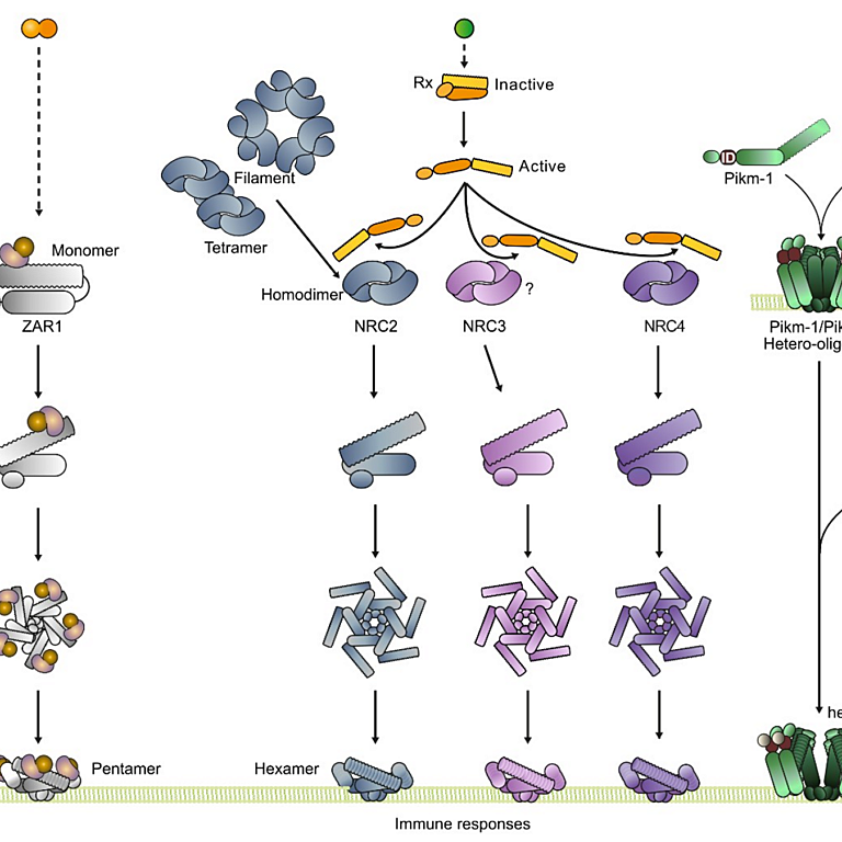 Pai etal 2025 biorxiv
