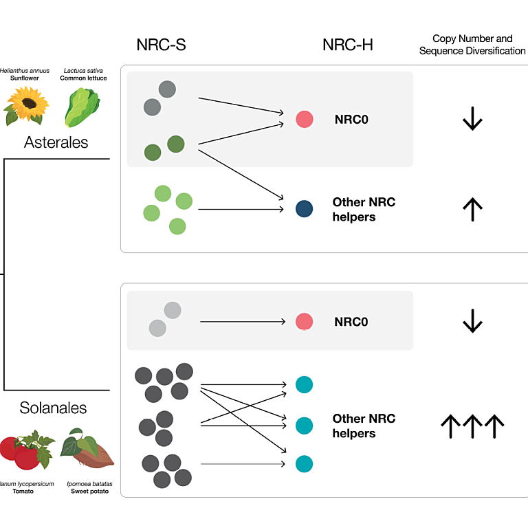 Evolutionary constraints and diversification patterns in NRC helpers and sensors
