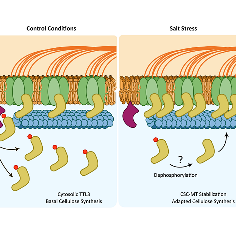 Percio etal 2026 biorxiv