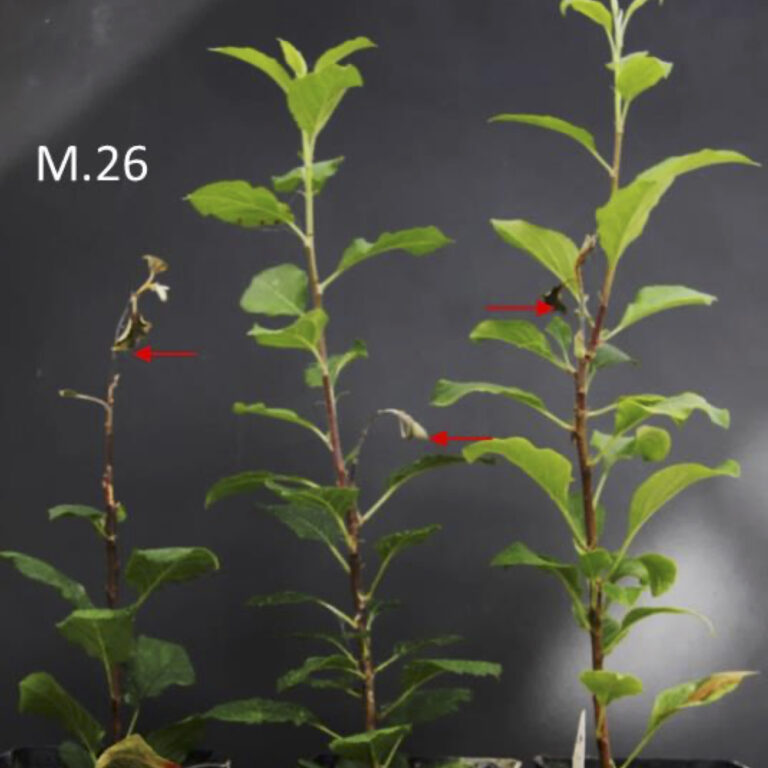 Figure from Piazza et al (2021)