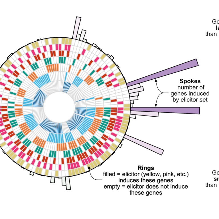 Graphic showing representation of elicitor-induced transcriptomes