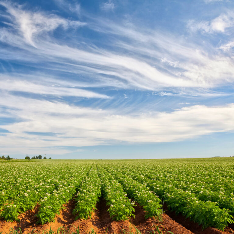 Landscape with flowering potato plants