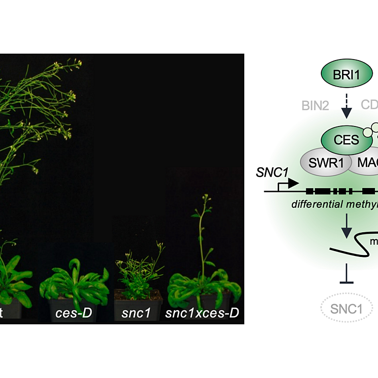Ramirez etal biorxiv 2026