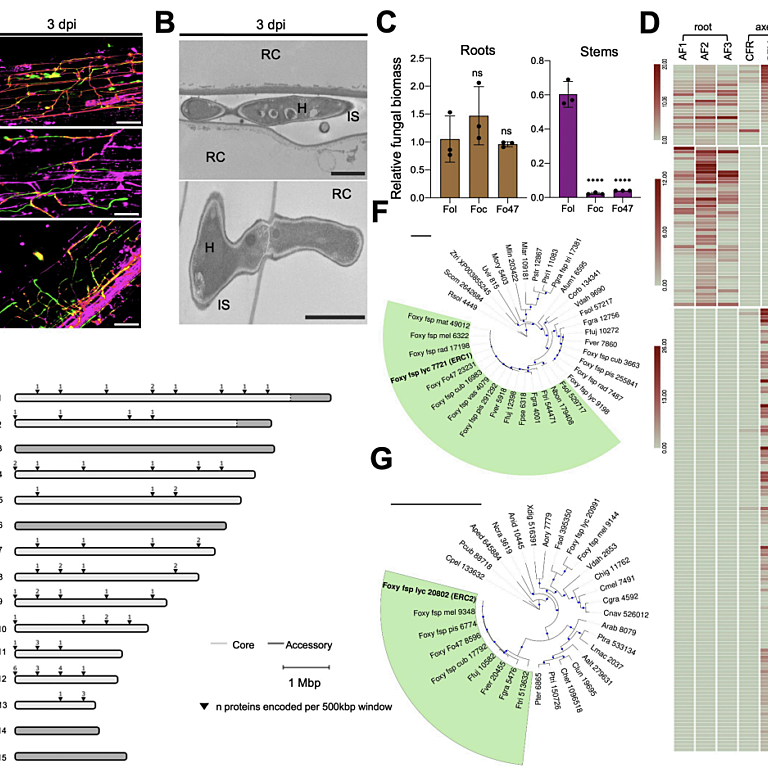 Figure from Redkar et al (2022)