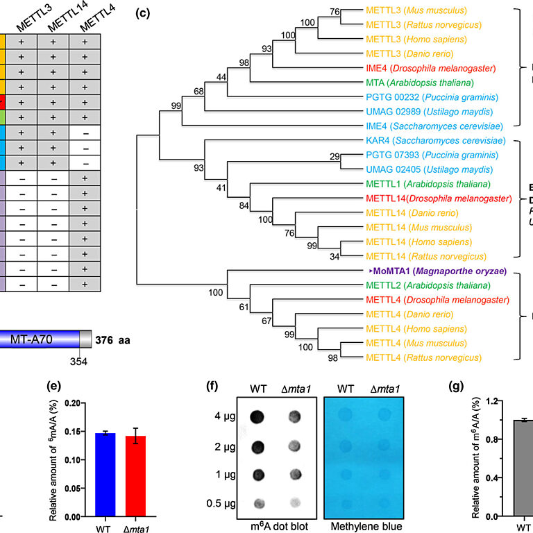 Figure from Ren et al (2022)
