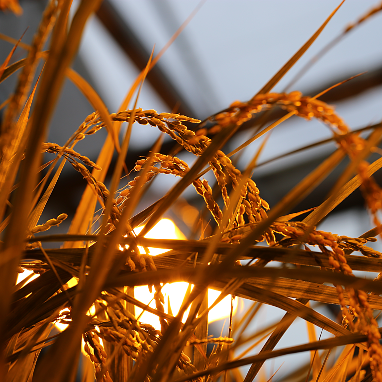 Image of rice plants silhouetted against greenhouse lighting